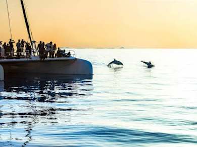 Delfinbeobachtungstour by Mayurca Yachting