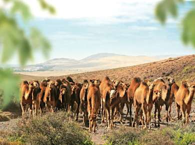 Camel Safari Ticket