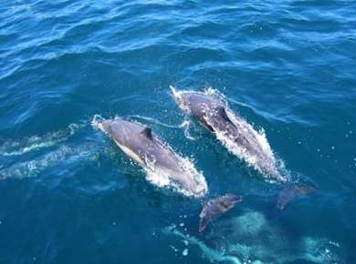 Bootstour durch die maritime Tierwelt und Cape Winelands Tour