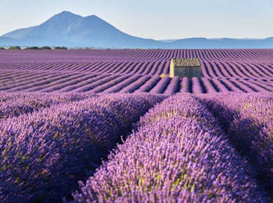 Provence & Lavendel privater Ausflug von Nizza aus