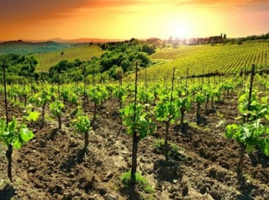 Chianti-Sonnenuntergangsausflug mit Weinprobe und optionalem Abendessen