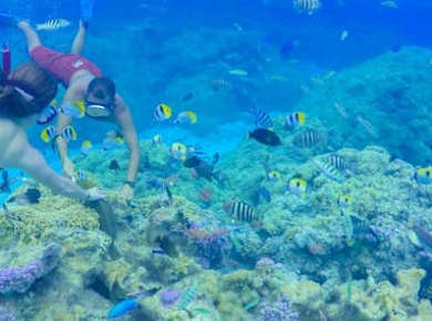 Ganztägige Bootsfahrt in der Lagune von Bora Bora mit Barbecue-Mittagessen