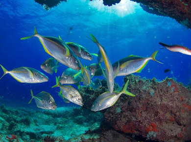 Scuba Diving for Qualified Divers in Corralejo