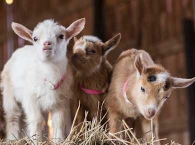 fareharbor-goatyogakaty|284759-644845