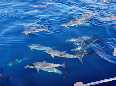 Wal- und Delfintour mit lokaler Crew auf Teneriffa