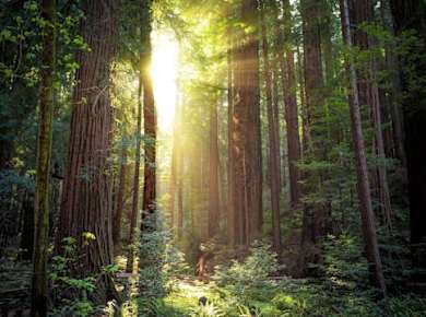 Muir Woods Expresstour und Golden Gate Bridge