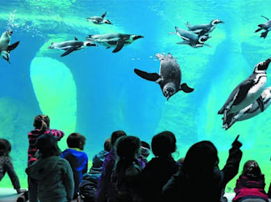 Eintrittskarte für den Breslauer Zoo und das Afrykarium