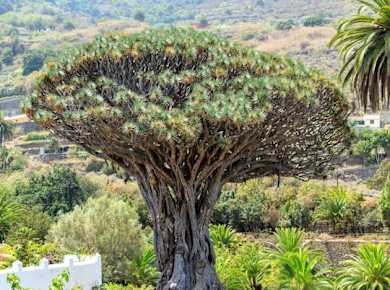 Drachenbaumpark Teneriffa