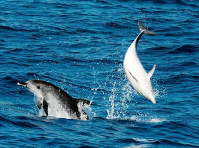 Whale & Dolphin Watching Corralejo