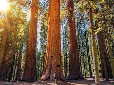 Sequoia and Kings Canyon National Park self-guided driving audio tour