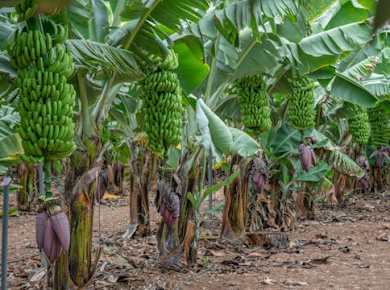 Banana World Guided Tour in Gran Canaria