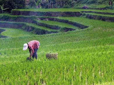 Bali Rural Life Scene Private Tour