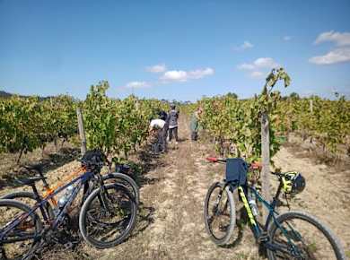 Fahrradtour durch die Weinberge von Bairrada mit Verkostung ab Coimbra