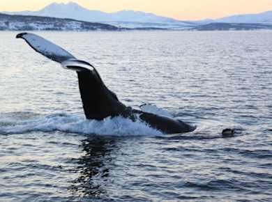 Polar whale safari from Tromso by boat
