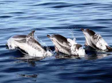 Jandia Delfinbeobachtungsfahrt