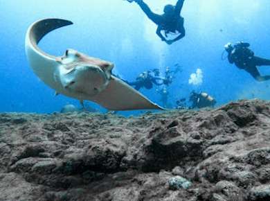 Beginner diving experience in Tenerife