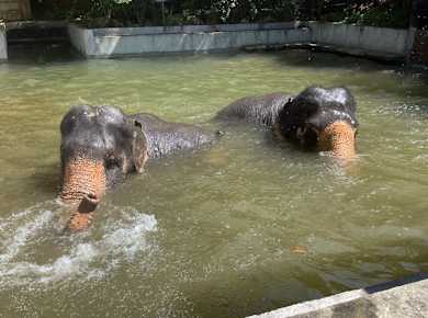 Half Day Elephant Sanctuary From Khao Lak