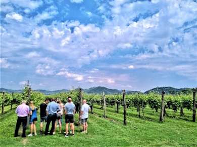 Von Venedig aus, Weintour in den Euganeischen Hügeln