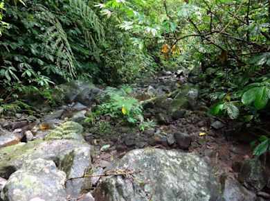 Tiefes Dschungel-Trekking bei BJT