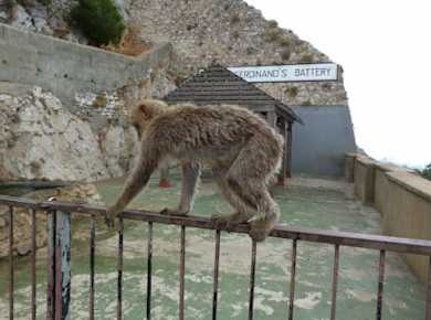 Ganztägige geführte Tour von Malaga nach Gibraltar