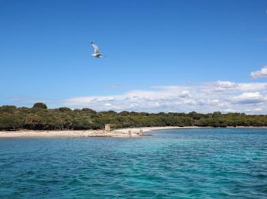 Brijuni National Park swimming and dolphin watching cruise