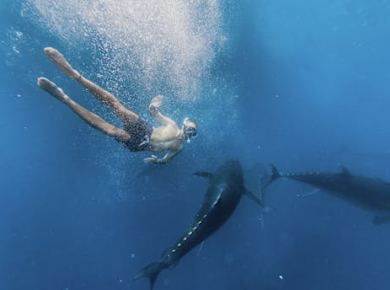 2-stündige Katamaranfahrt zum Schwimmen mit Thunfisch in L'Ametlla de Mar