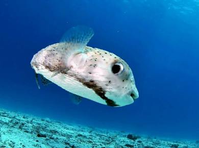 Discover Scuba at Maroma Beach Club