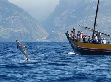 Whale watching tour on a traditional sailboat in Madeira