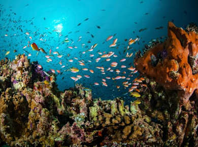 Lanzarote Schnuppertauchen mit Delphinus