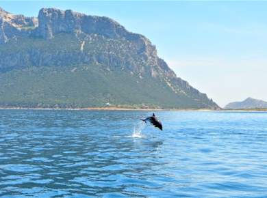 Dolphin watching by dinghy to Figarolo island from Olbia