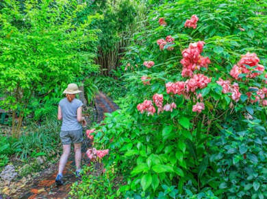 Barbados Flower Forest, Harrison's Cave & Earthworks Pottery Tour