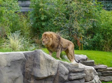 Cologne Zoo tickets with aquarium