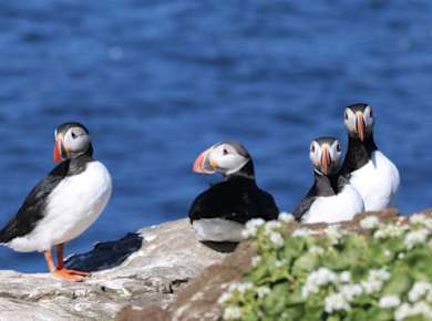 Premium-Papageientaucher-Tour in Reykjavík