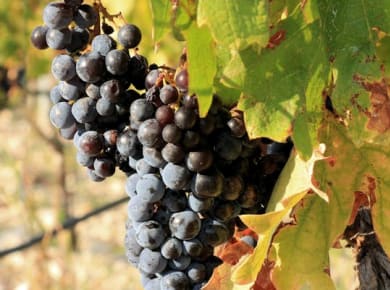 Dalmatinische Köstlichkeiten und Weintour mit Besichtigung von Šibenik