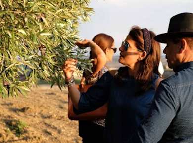 Tasting of EVO oil in the province of Agrigento