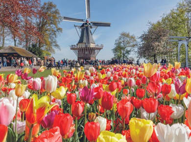 Tour von Amsterdam zum Windmühlendorf Zaanse Schans und Keukenhof