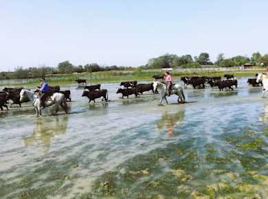 Halbtägige Minibustour durch Sable de Camargue mit Ausritt