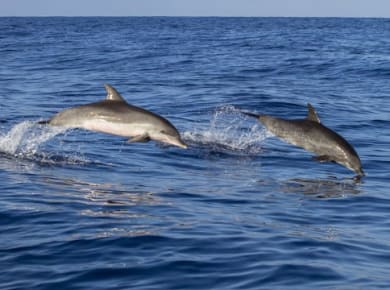 Bootsausflug an der Riviera von Poreč mit Delfinbeobachtung und Getränk