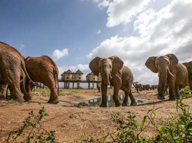 Zweitägige Wildtiersafari ab Mombasa mit Übernachtung in der Salt Lick Lodge