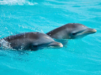 Sian Ka'an Safari Tour and Boat Trip