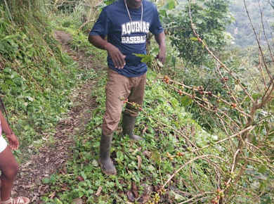 Authentic Blue Mountain Coffee Guided Tour