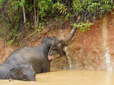 Half Day Mini Elephant Nature From Phuket