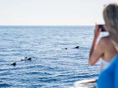 Two-hour Royal Delfín Whale & Dolphin Watching Cruise