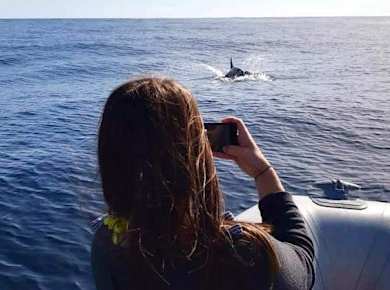 Dolphin Watching from Golfo Aranci