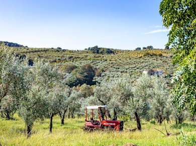 Calabrian farm cheese-making demo and pasta-rolling with lunch