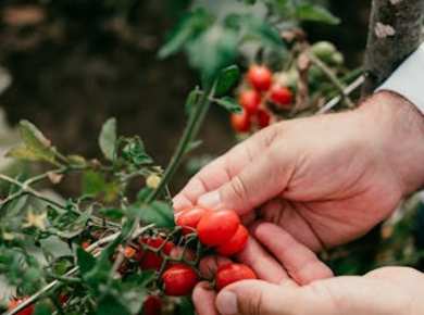 Field to Fork Cooking School with Chef Mimmo