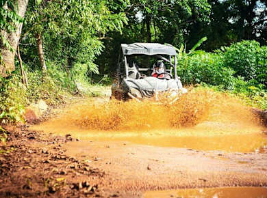 Jungle Buggies