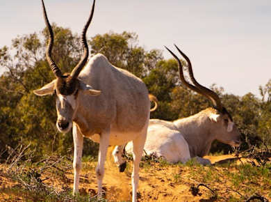 Geführte Tour durch den Souss-Massa-Nationalpark mit Hotelabholung