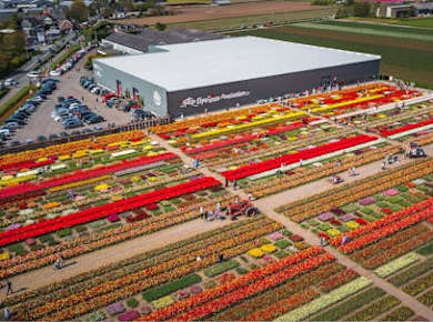 Tulpenerlebnis Amsterdam mit Museum und Tulpenschaugarten