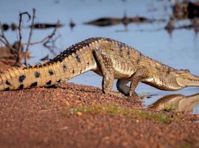Jumping Crocodiles and Wildlife Adventure Tour from Darwin